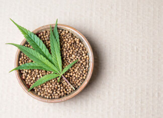 Odmiany hybrydowe - i ich rola w Twojej kolekcji nasion marihuany